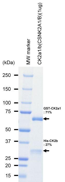 The purity was assessed by SDS-PAGE/CBB staining.